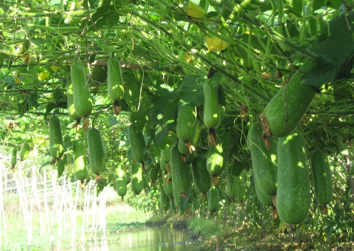 Mơ thấy quả bí đang lủng lẳng trên giàn